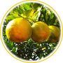 Bergamote (Citrus bergamia)
