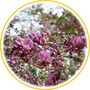 Bois de rose (Aniba parviflora)