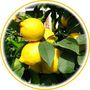 Citron jaune (Citrus limonum)
