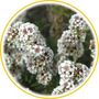 Fragonia (Agonis fragrans)