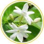 Jasmin indien (Jasminum grandiflorum)
