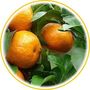 Mandarine rouge (Citrus reticulata)