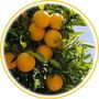 Orange douce (Citrus aurantium var. dulcis)