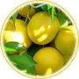 Pamplemousse (Citrus paradisi)