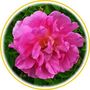 Rose de Damas (Rosa damascena)