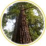 Séquoia géant (Sequoiadendron giganteum)