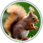 animaux_ecureuil.jpg
