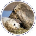 animaux_phoque.jpg