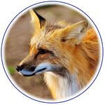 animaux_renard.jpg
