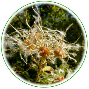 vegetaux_clematite.jpg