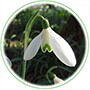 vegetaux_perce-neige.jpg