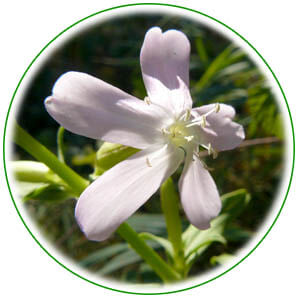 vegetaux_saponaire.jpg