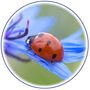Animal Coccinelle