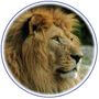 Animal Lion