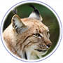 animaux lynx