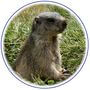 Animal Marmotte