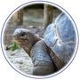 animaux tortue